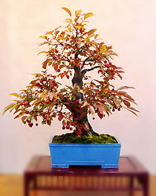 Room bonsai