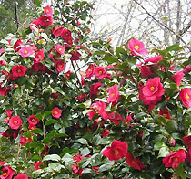 Camellia Japanese Camelia japonica