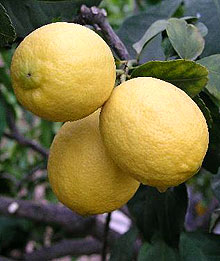 Lemon Limon