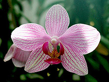 Phalaenopsis Hybrid Phalenopsis hybr