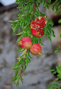 Pomegranate dwarf Punica granatum nanum