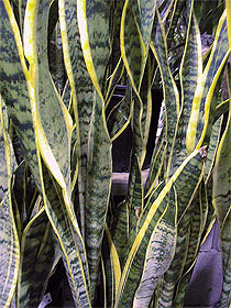 Sansevieria three-striped Sansevieria trifasciata