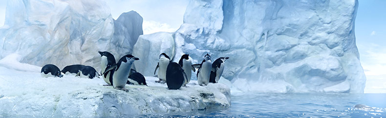 Sanctions and filters Google superimposed on sites Пингвин (Penguin) фильтр Google