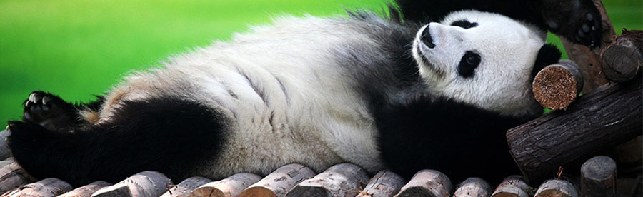 Sanctions and filters Google superimposed on sites Панда (Panda) фильтр Google
