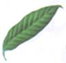 Aglaonema modestus Aglaonema modest