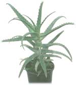 Aloe arborescens aloe