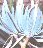 Folded aloe Aloe plicatilis