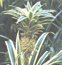 Pineapple - Ananas