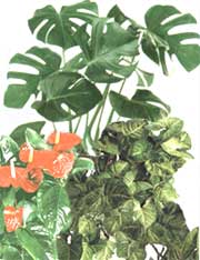 Araceae - Araceae