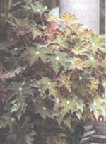 Begonia Cleopatra