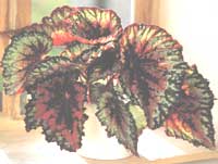 Begonia royal