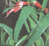 Bilberia greenish Billbergia viridiflora