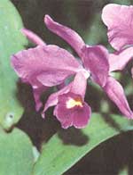 Cattleya Bowringa - Cattleya bowringiana