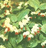 Clerodendrum Thompson - Clerodendrum thomsonae