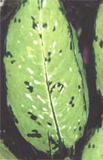 Dieffenbachia Bausé - Dieffenbachia bausei
