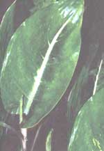 Dieffenbachia Oersted - Dieffenbachia oerstedii