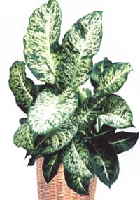 Dieffenbachia painted - Dieffenbachia picta