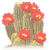 Echinopsis