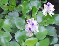 Eichornia (Aquatic Hyacinth) - Eichornia