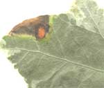 Spot caused by defeat of Phylosticta fungus (leaf blotch)