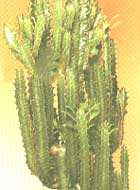 Euphorbia Euphorbia grandicornis