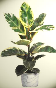 Ficus of rubber - F. elastica