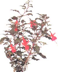 Fuchsia graceful - Fuchsia gracilis