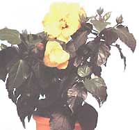 Hibiscus (Chinese rose) - Hibiscus