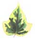 Hedera canariensis Gloire de Marengo Canarian