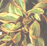 Peperomia clusiaefolia