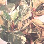 Peperomy magnoliaefolia - Peperomia magnoliaefolia