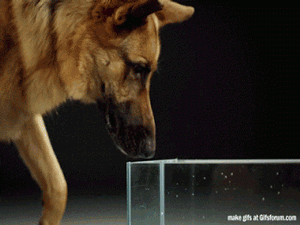 Так собаки изгибают свой язык, чтобы пить воду. Невероятно!