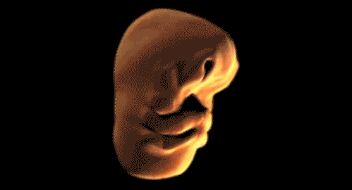 Как развивается лицо человека в утробе матери
