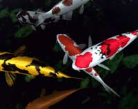 Carp koi