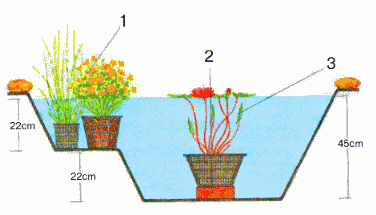 Arrangement of flowers in a pond
