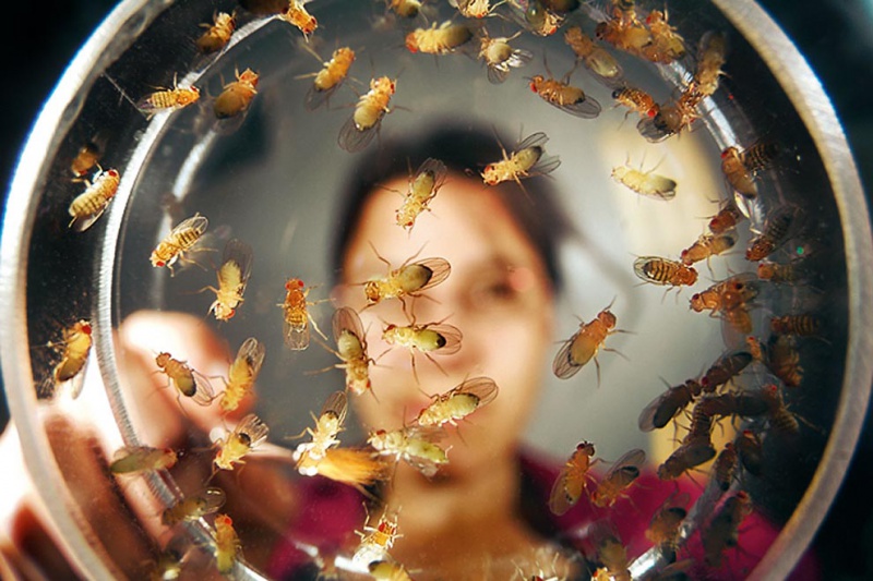 How to get rid of midges in the apartment Как избавиться от мошек в квартире