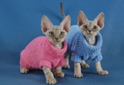 clothes for cats