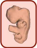 3D atlas of embryonic development