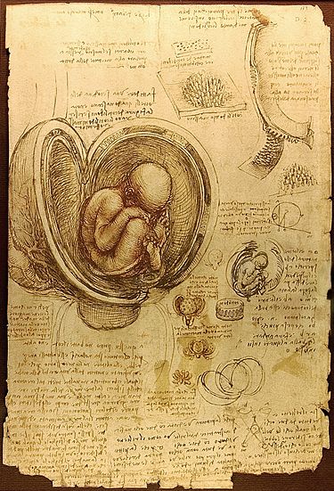 The human embryo. Picture of Leonardo da Vinci (about 1510-1513)