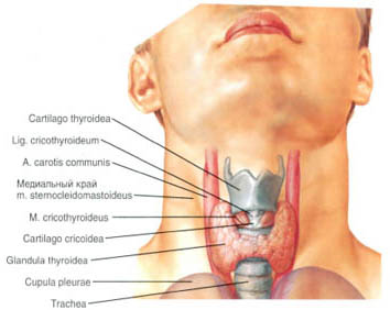Thyroid