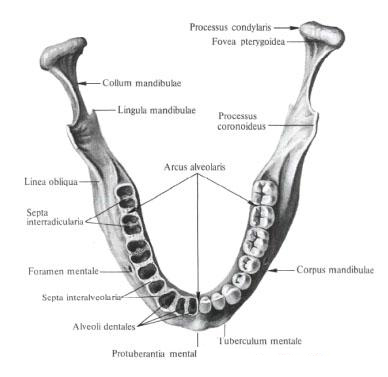 Lower jaw
