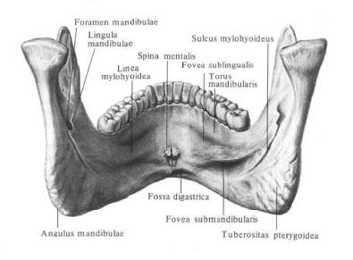 Lower jaw
