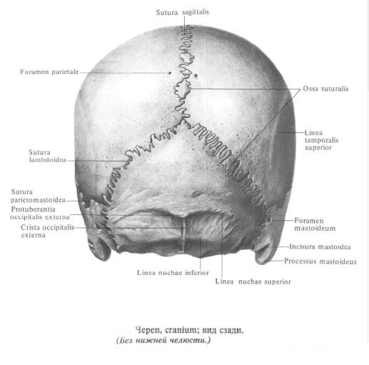 Skull Skull