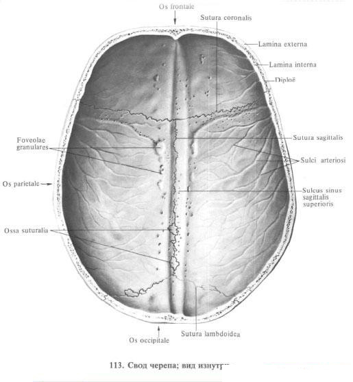 Skull Skull