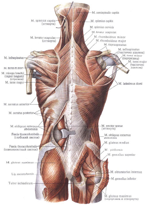 Human Anatomy in Pictures Анатомия человека в картинках