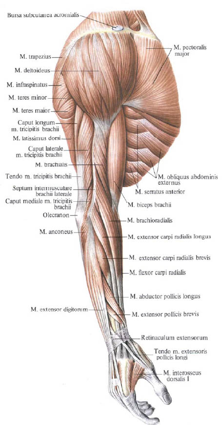 Human Anatomy in Pictures Анатомия человека в картинках