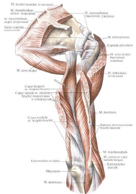 Human Anatomy in Pictures Анатомия человека в картинках