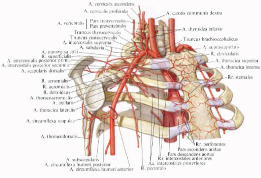 Human Anatomy in Pictures Анатомия человека в картинках