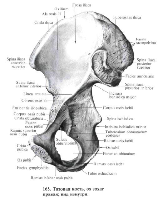 Hip bone