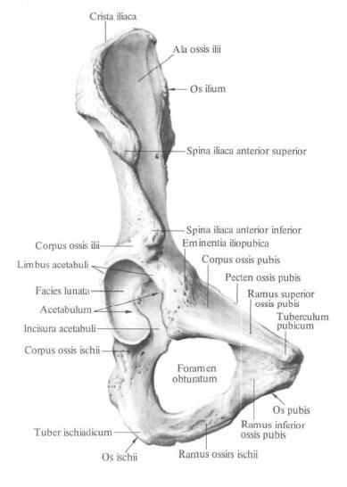 Hip bone